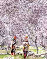 thumbnail Astro tourism & Apricot blossom Ladakh 